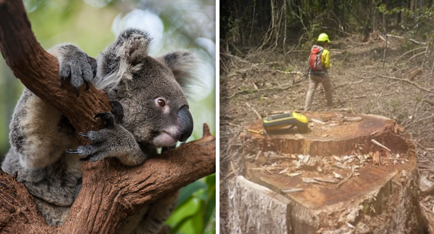 Government-owned corporation fined $135,000 for clearing koala habitat