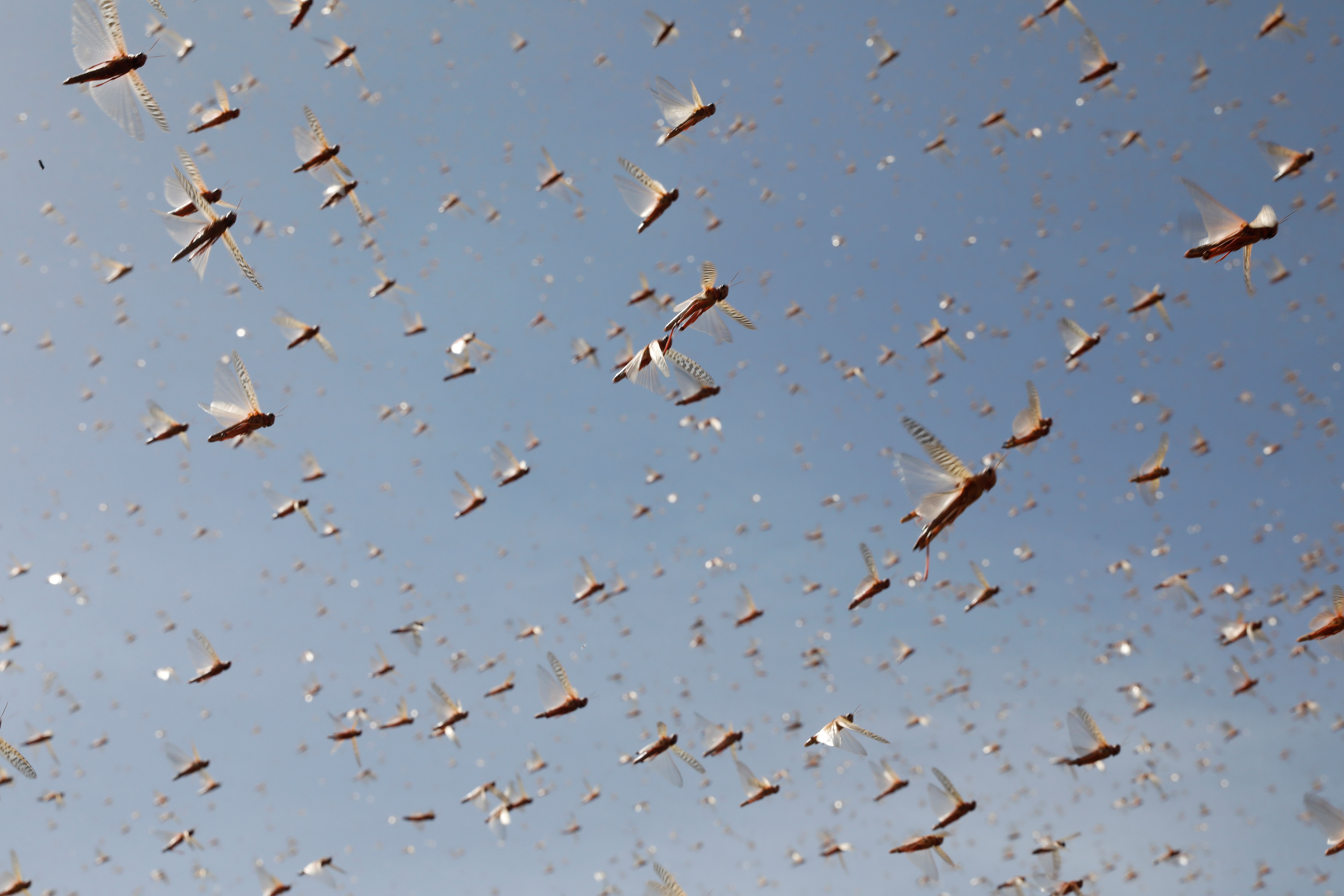 Researchers made cyborg locusts that can smell cancer