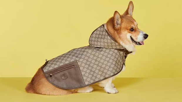 Spoil your with Gucci's pet