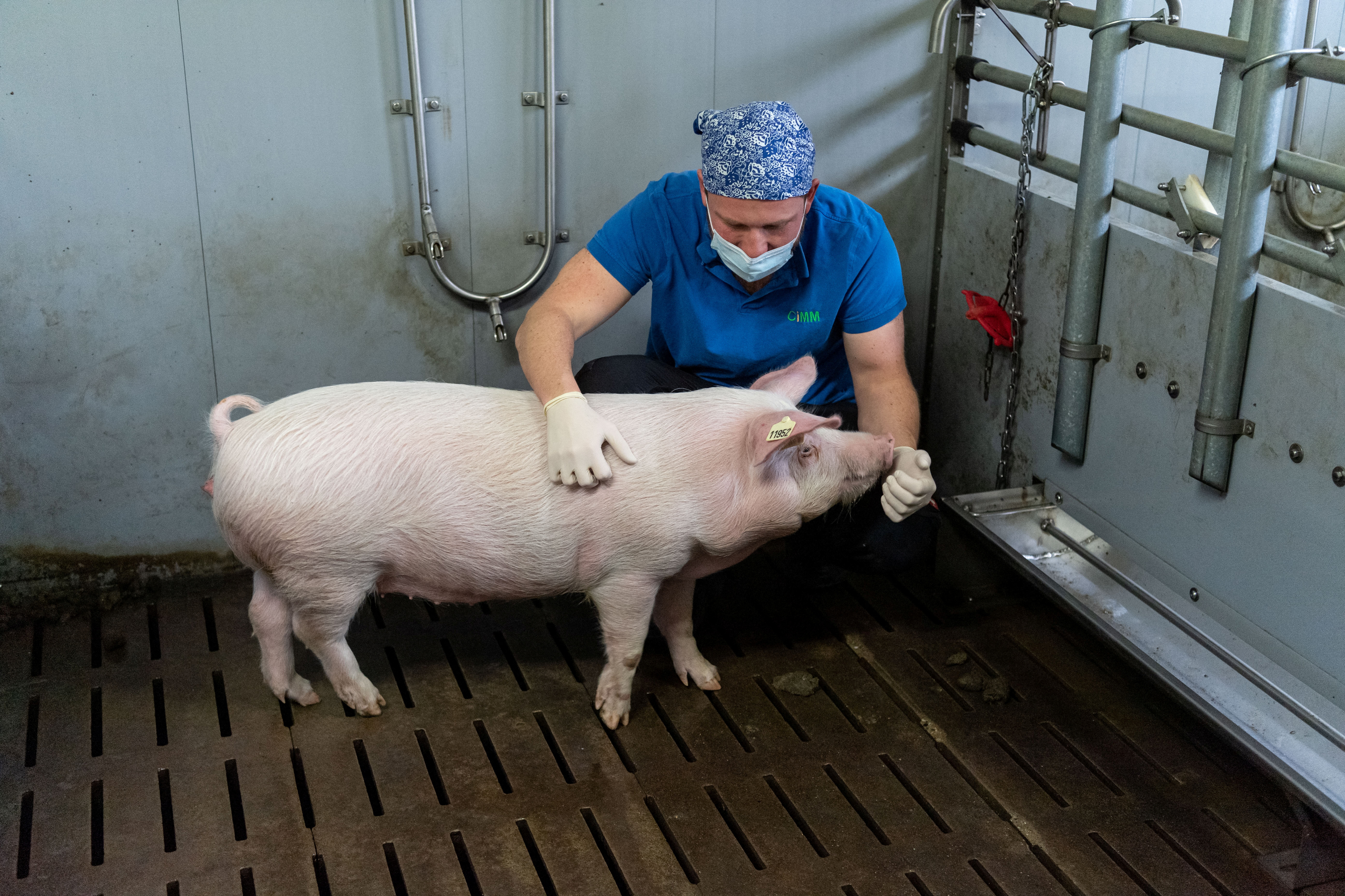 Pressure mounts on FDA to expand pig-to-human organ transplant research