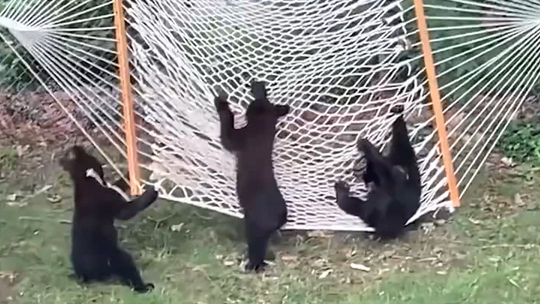 Adorable bear cubs love playing with hammock