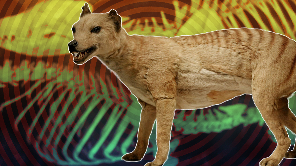 Scientists announce plans to resurrect extinct Tasmanian tiger