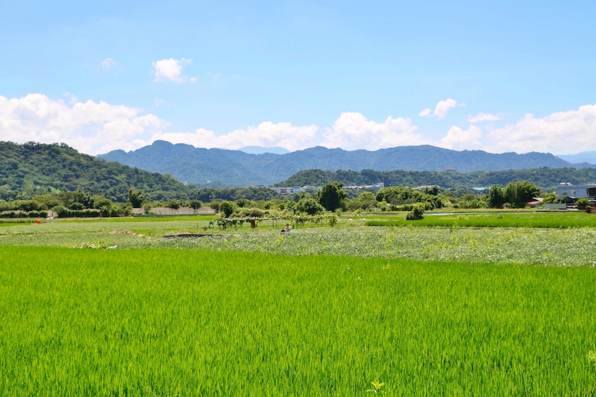 2022桃園韭菜花節