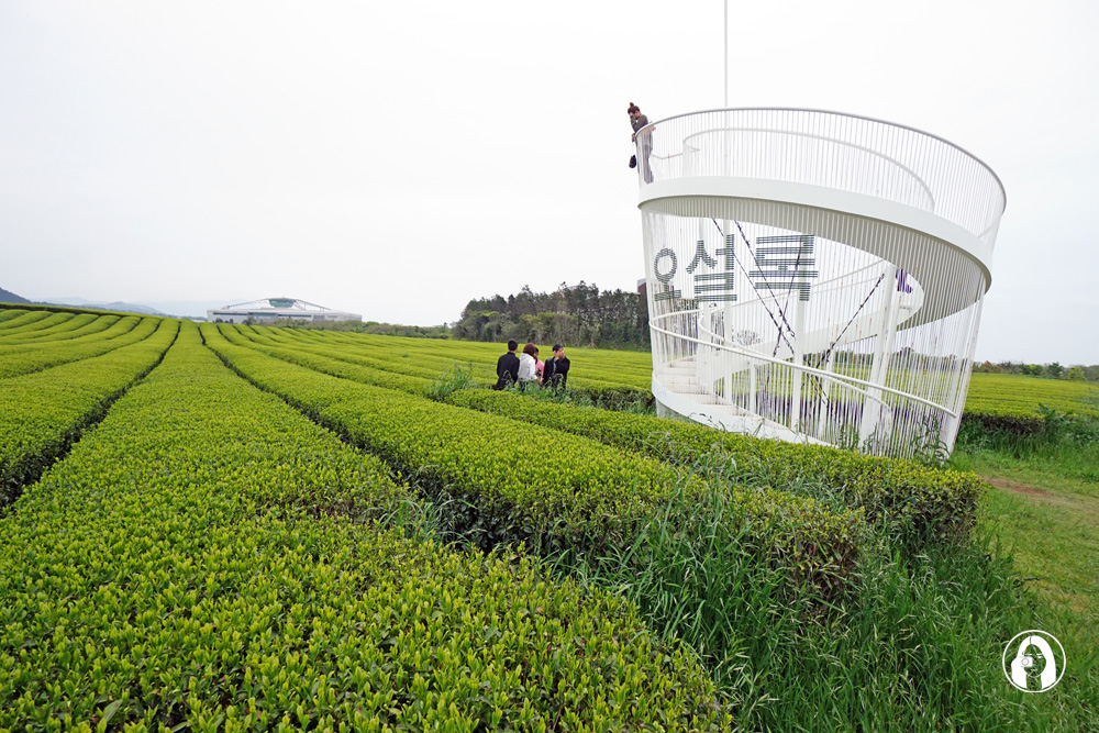 濟州島玩自駕  從海岸線、山間秘境到美食巡禮！4天3夜行程這樣排