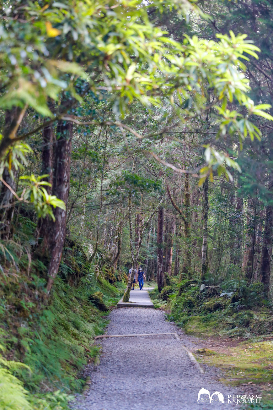 宜蘭｜太平山翠峰湖環山步道