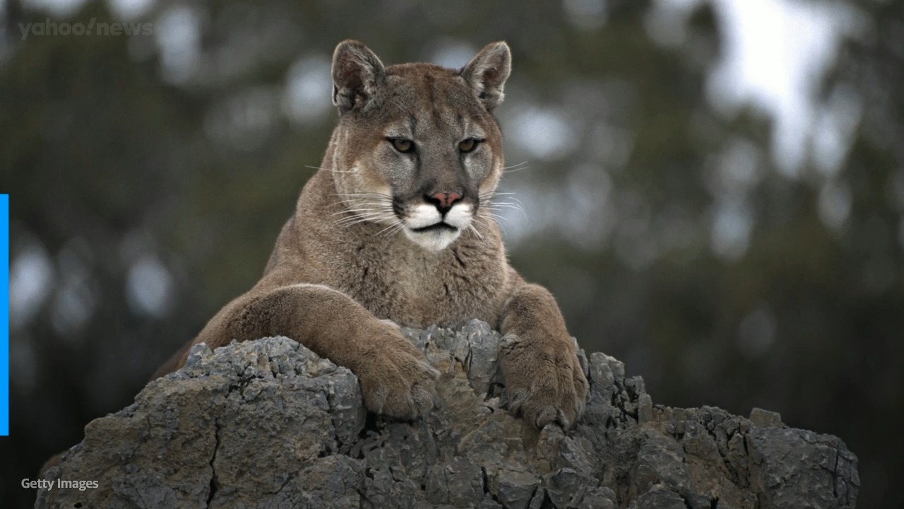 mountain lion wallpaper hd