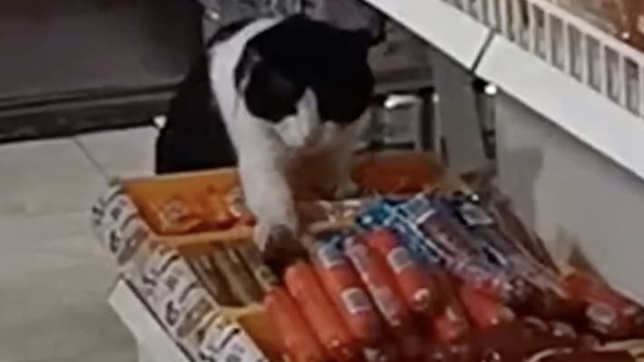 Cat Hilariously Stealing Owner's Straws Goes Viral: 'Eco-Friendly