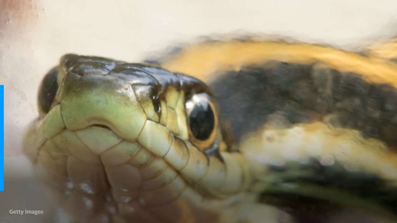 Venomous snakes in New Jersey (Actual snakes, not politicians)