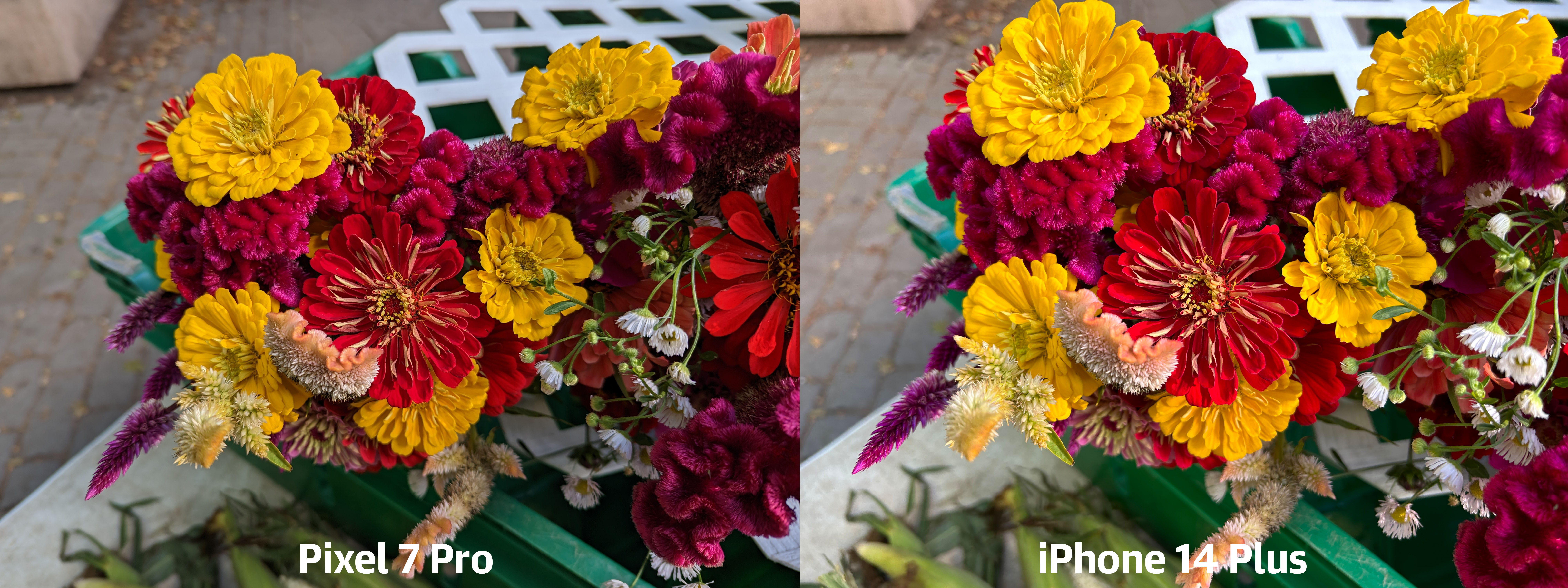 <p>Here are a selection of camera samples comparing the Pixel 7 Pro to the iPhone 14 Plus and Galaxy S22 Ultra</p>
