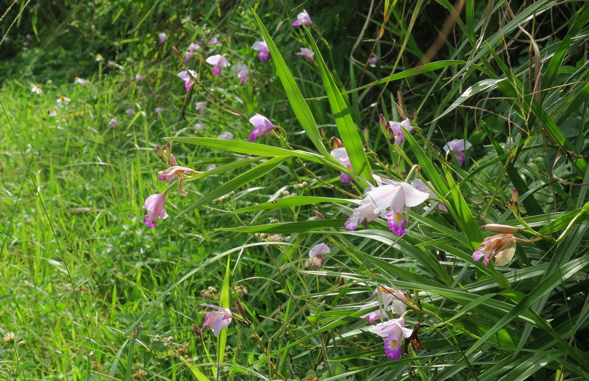 Less than 100 plants in the wild have been listed as endangered and 1,000 birds have been artificially bred