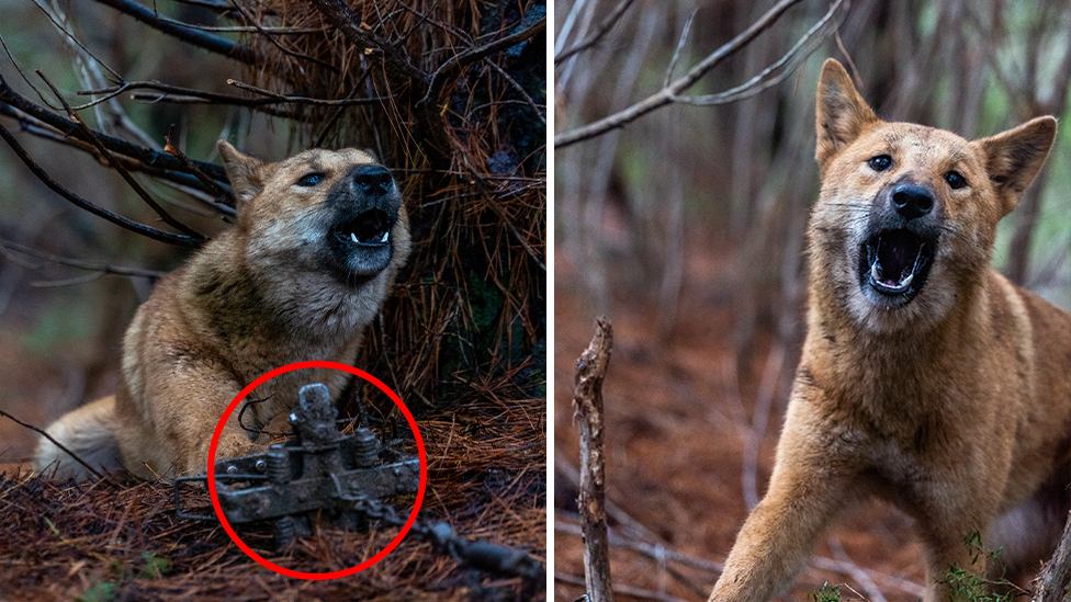 A Domesticated Dingo? No, but Some Are Getting Less Wild