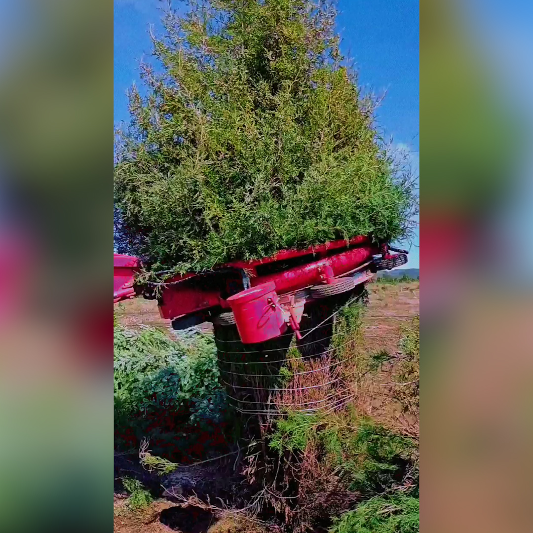 rusty-gate-tree-farm-uses-a-mesmerizing-machine-to-wrap-their-trees-video