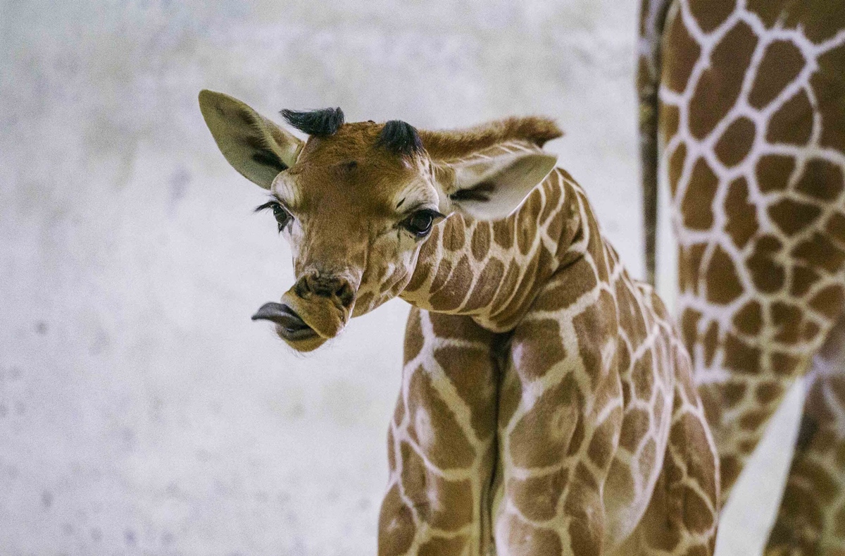 La girafe de 3 mois “Mai Meng” au zoo de Beishi a suscité la curiosité des colocataires zèbres