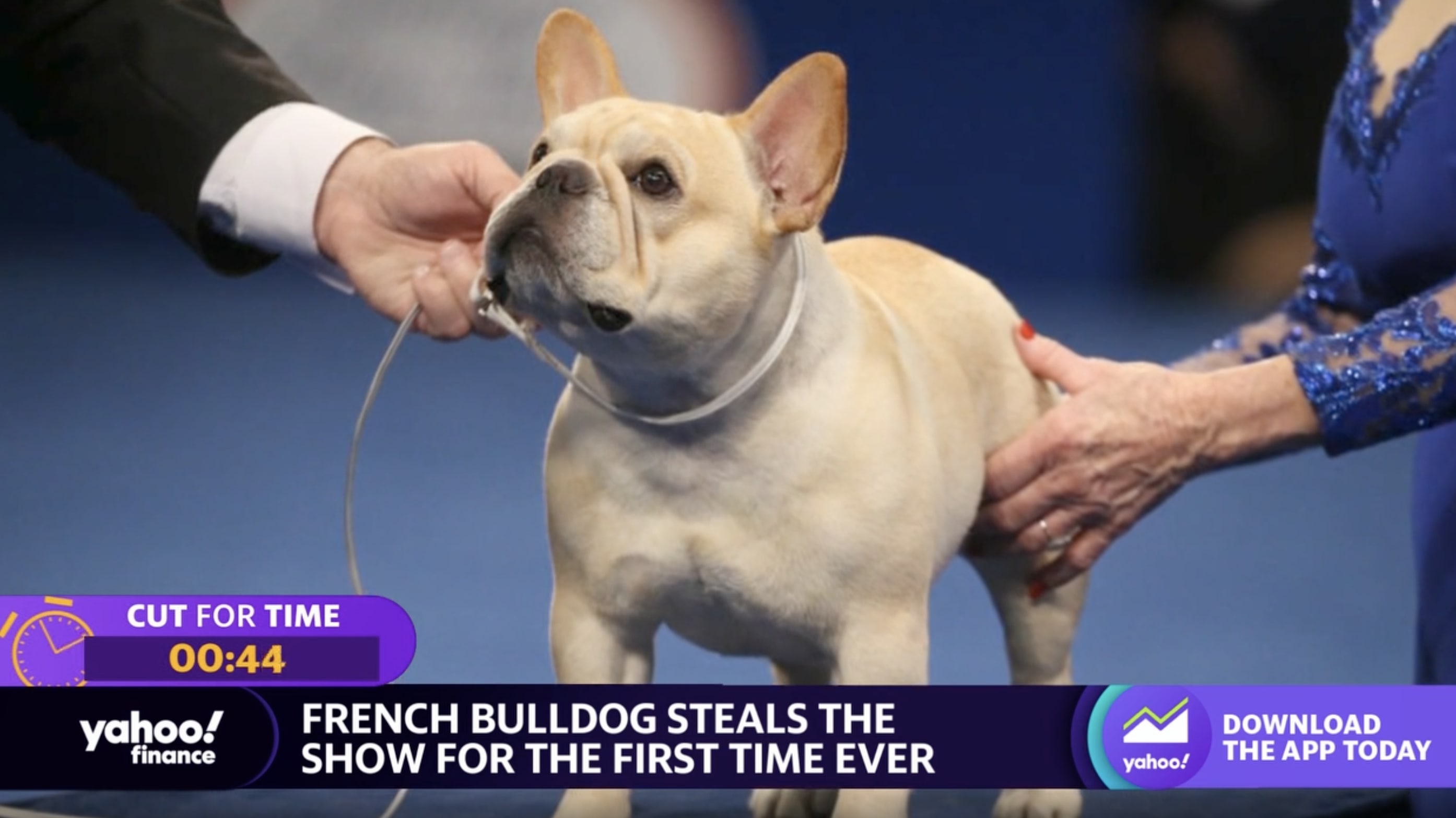 are french bulldogs good first pets