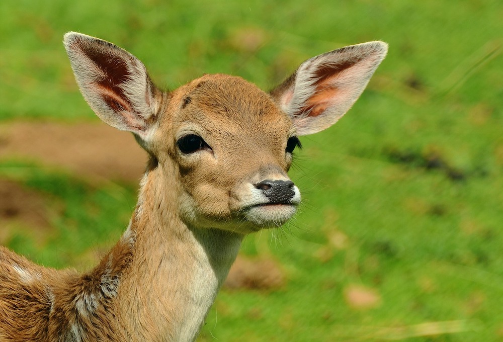 鹿境生態農場（Photo Credit: congerdesign@pixabay.com, License CC0，圖片來源：https://pixabay.com/zh/photos/roe-deer-fawn-kitz-young-deer-wild-1586373/）