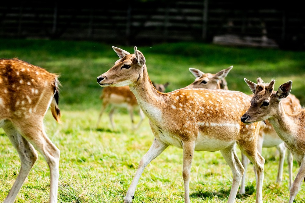 宜蘭斑比山丘（Photo Credit: NinaCzapska@pixabay.com, License CC0，圖片來源：https://pixabay.com/zh/photos/doe-hart-herd-nature-animals-5508334/）