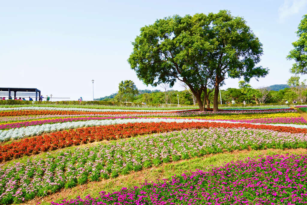 三層崎花海（圖片來源：台北旅遊網劉佳雯攝影）