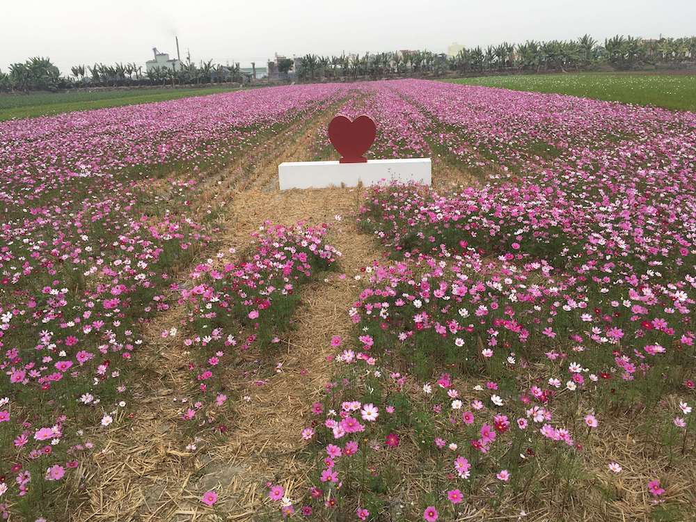 雲林莿桐花海（圖片來源：莿桐鄉公所）