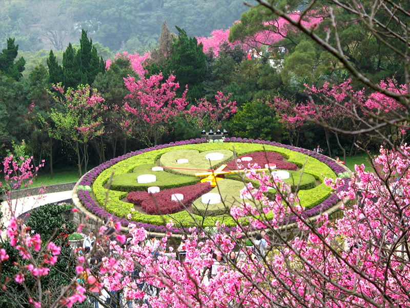 陽明山花季（圖片來源：台北市政府工務局）