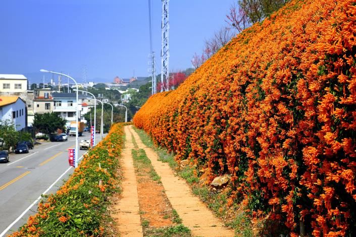 銅鑼炮仗花（圖片來源：銅鑼鄉公所）