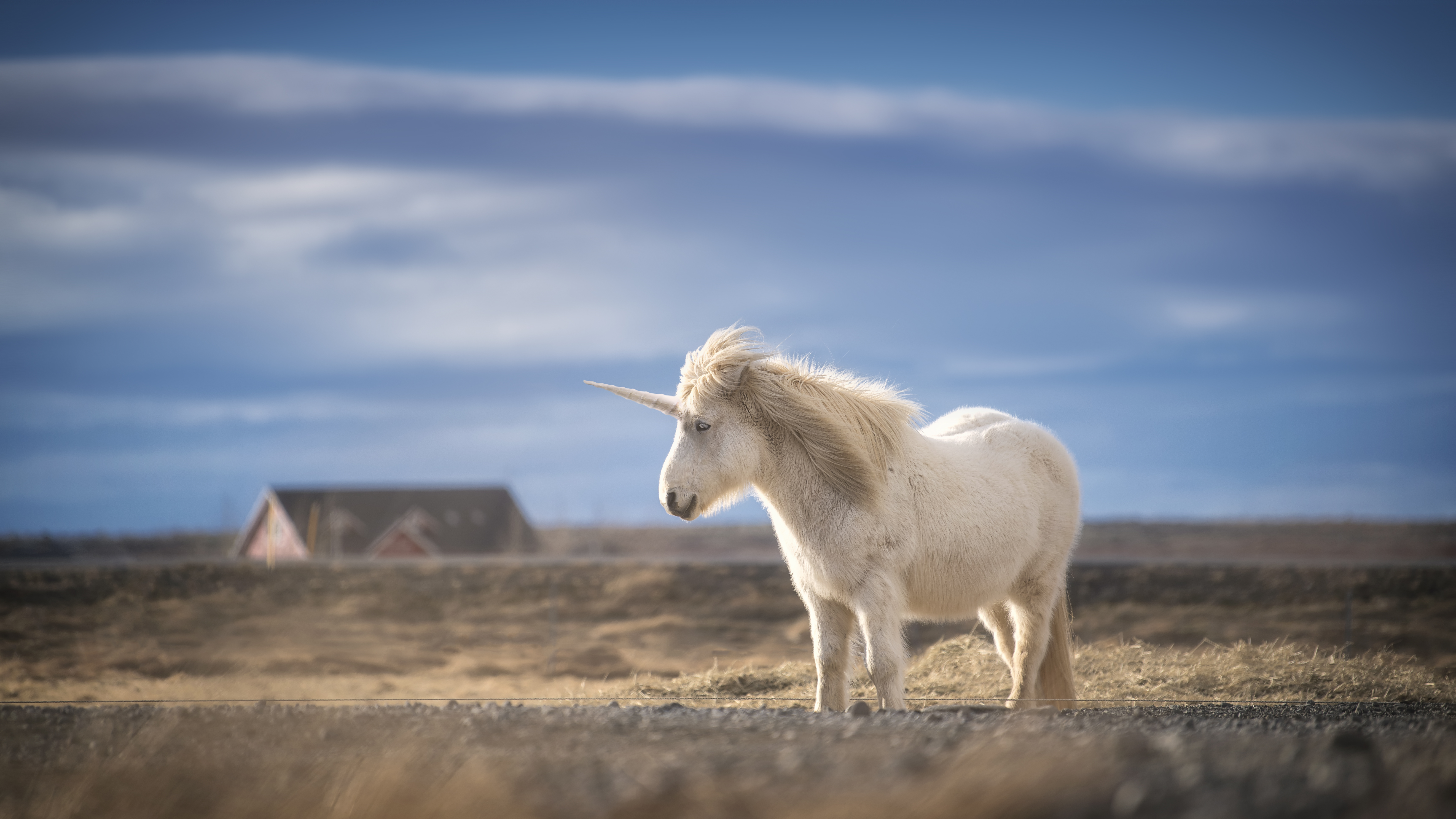 Los Angeles makes a girl happy and accepts a unicorn as a pet