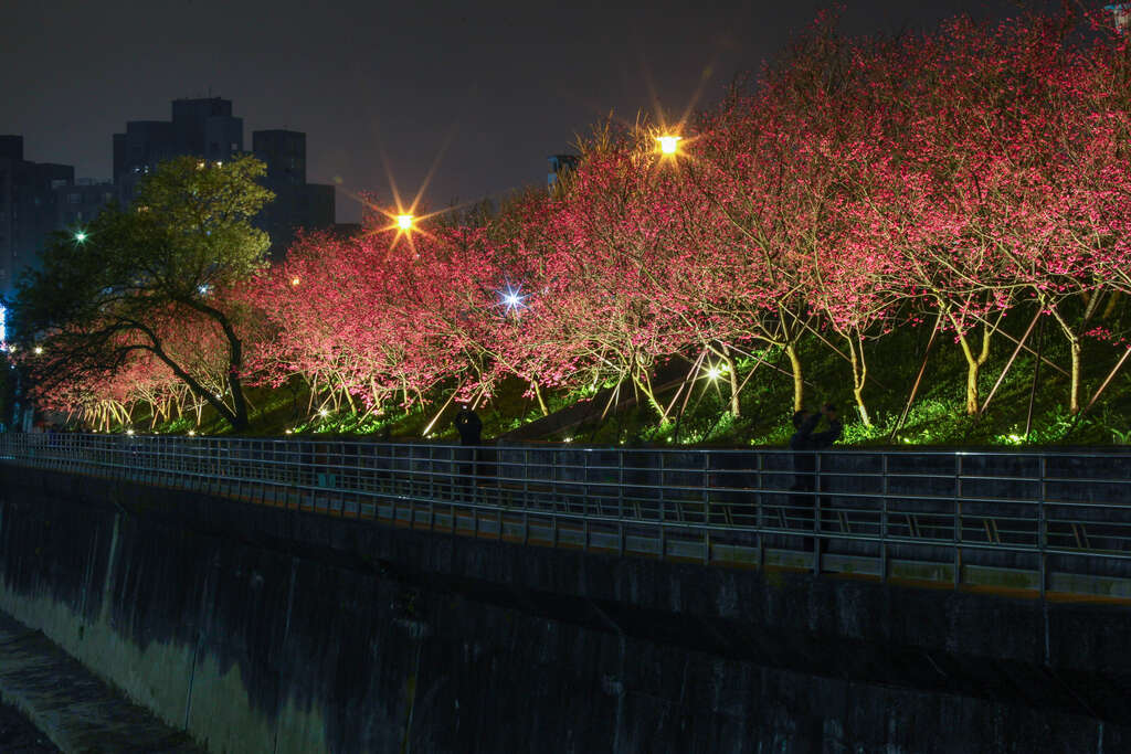 樂活夜櫻（圖片來源：台北旅遊網）