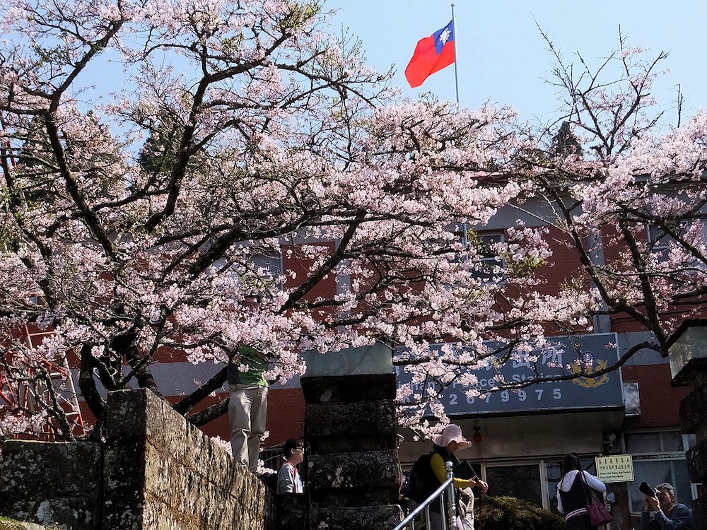 阿里山派出所前櫻花(Photo via Wikimedia, by lienyuan lee, License: CC BY 3.0，圖片來源：https://commons.wikimedia.org/wiki/File:Cherry_blossoms_in_front_of_Alishan_Police_Station_20150318b.jpg)