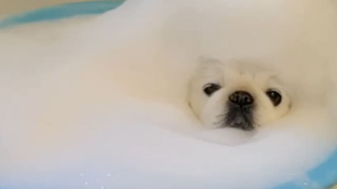 Adorable dogs love bubble baths [Video]