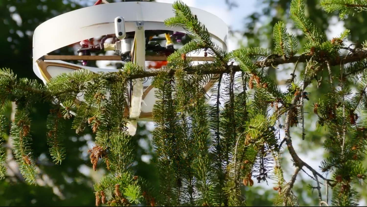 Researchers created a sticky drone to collect environmental DNA from forest canopies