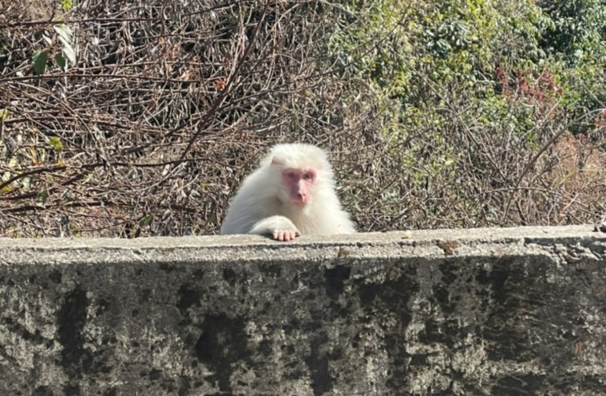 There are white macaques in Lishan Mountain National Scenic Management Office: The incidence rate is very low