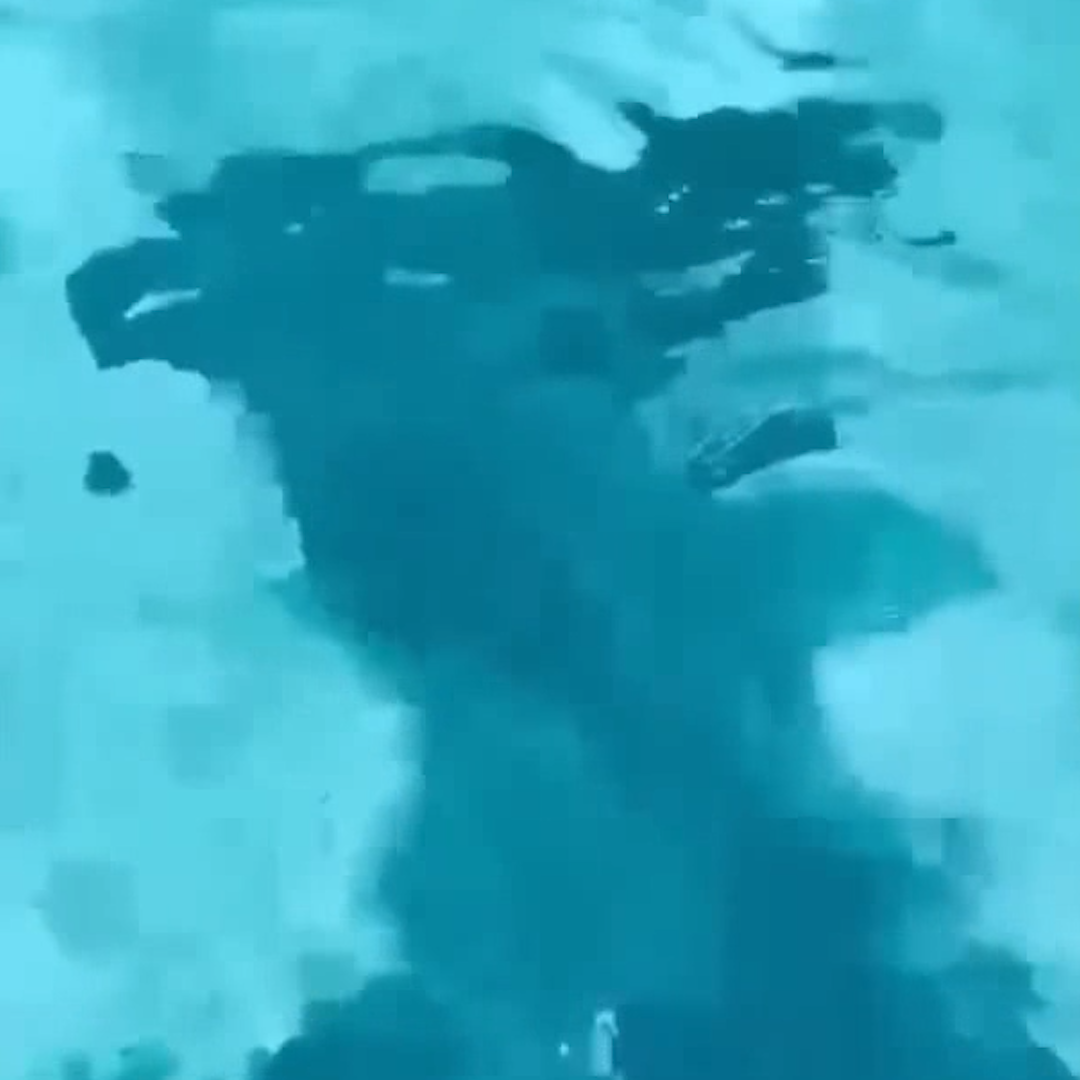 Tiny dog jumps into ocean to chase after 12-foot hammerhead shark [Video]