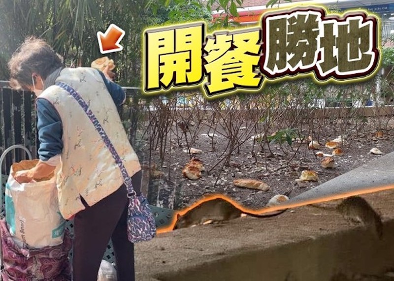 Meifu woman suspects openly feeding rats and putting a large number of bread rats in the flower garden to eat in the middle of the night