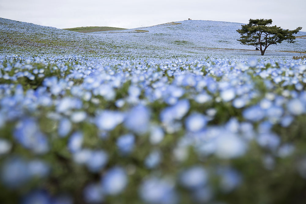 國營長陸海濱公園（Photo by Tomohiro Ohsumi, Image Source : Getty Editorial）