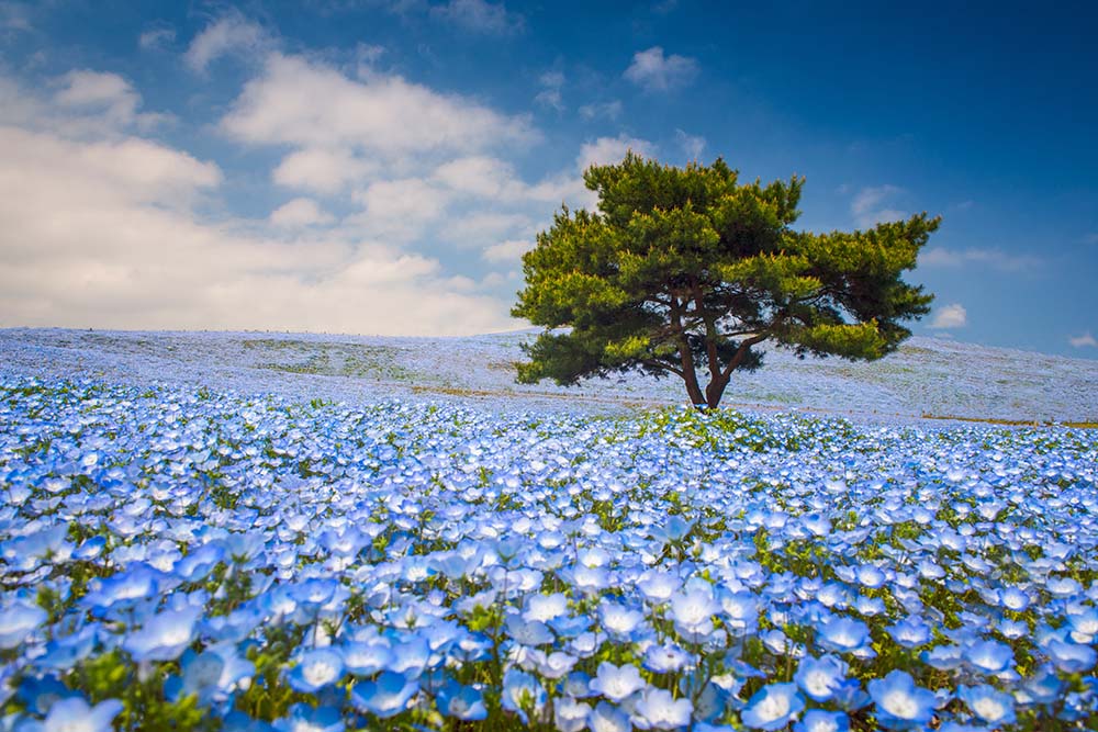 國營長陸海濱公園（Photo by Tomohiro Ohsumi, Image Source : Getty Editorial）