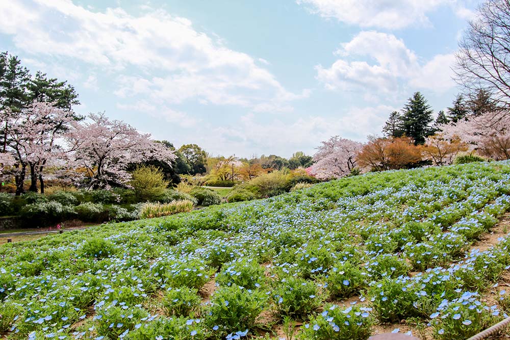 國營昭和紀念公園（Image Source : Getty Creative/iStockphoto）