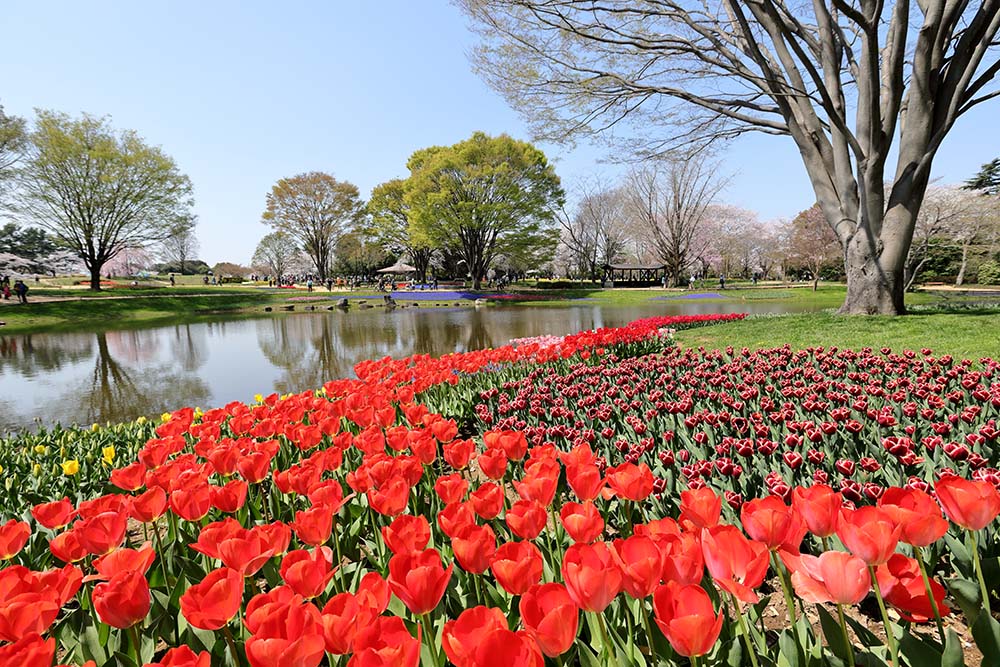 國營昭和紀念公園（Image Source : Getty Creative）