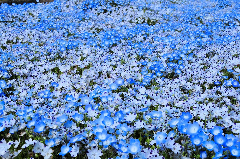 山中湖花之都公園（Image Source : Getty Creative/iStockphoto）