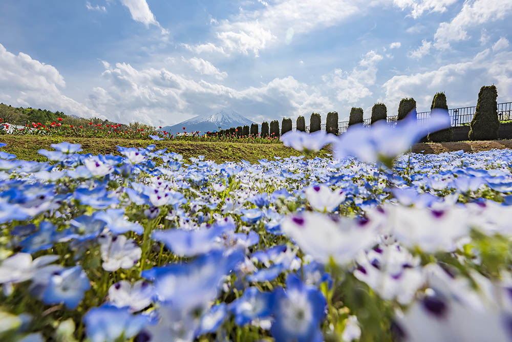 山中湖花之都公園（Image Source : Getty Creative）