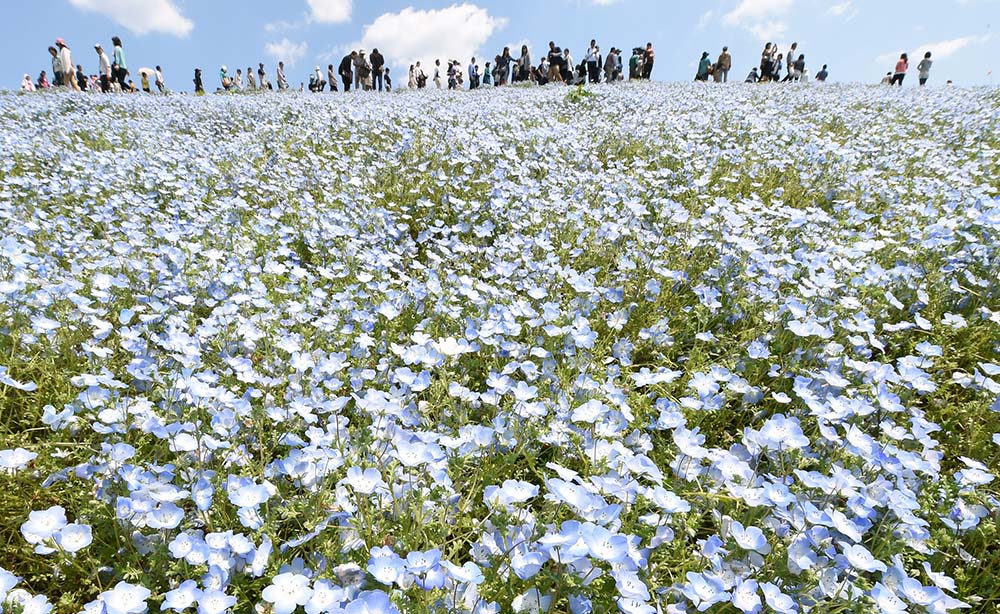 國營長陸海濱公園（Photo by TORU YAMANAKA/AFP, Image Source : Getty Editorial）