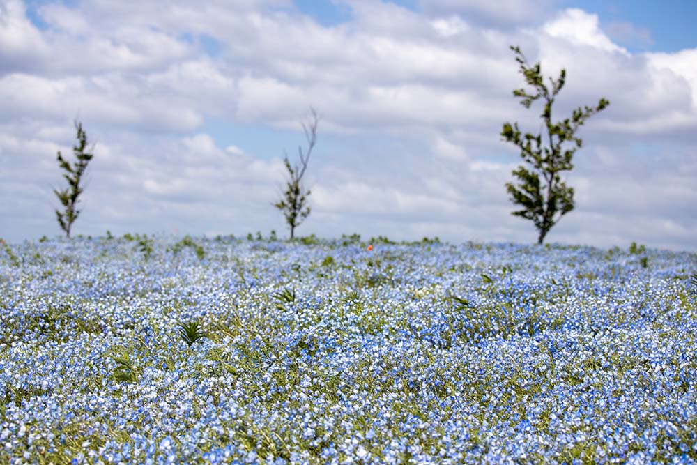 大阪舞洲海濱公園（Image Source : Getty Creative/iStockphoto）