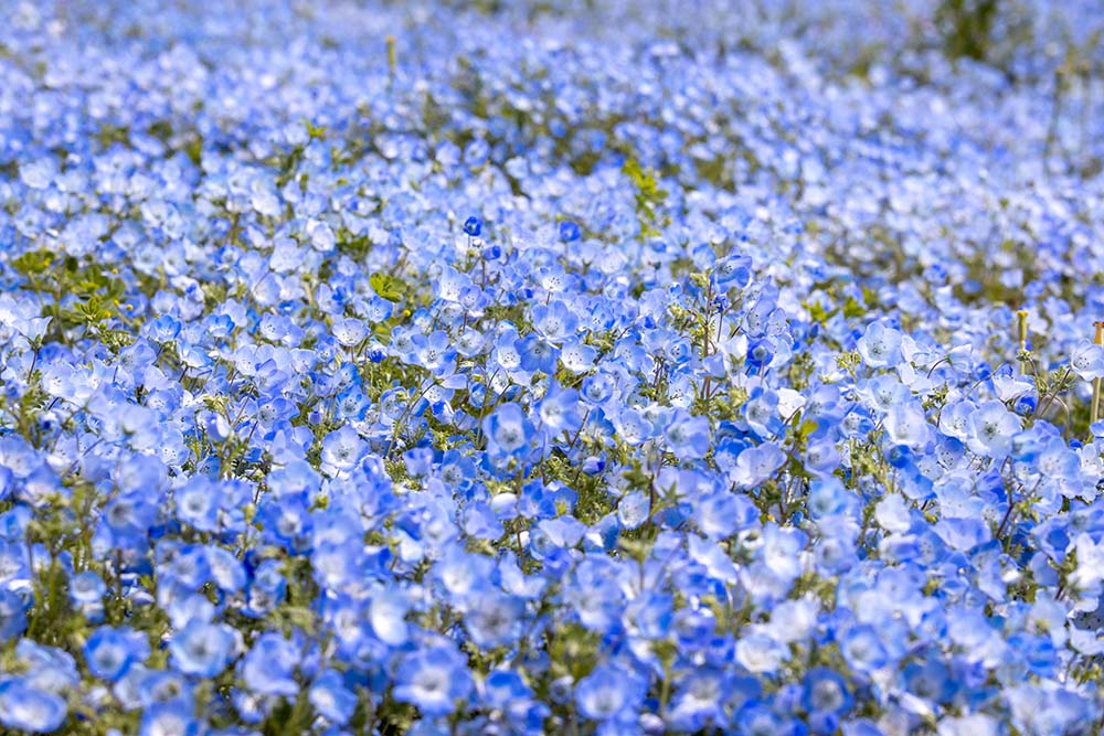 大阪舞洲海濱公園（Image Source : Getty Creative/iStockphoto）