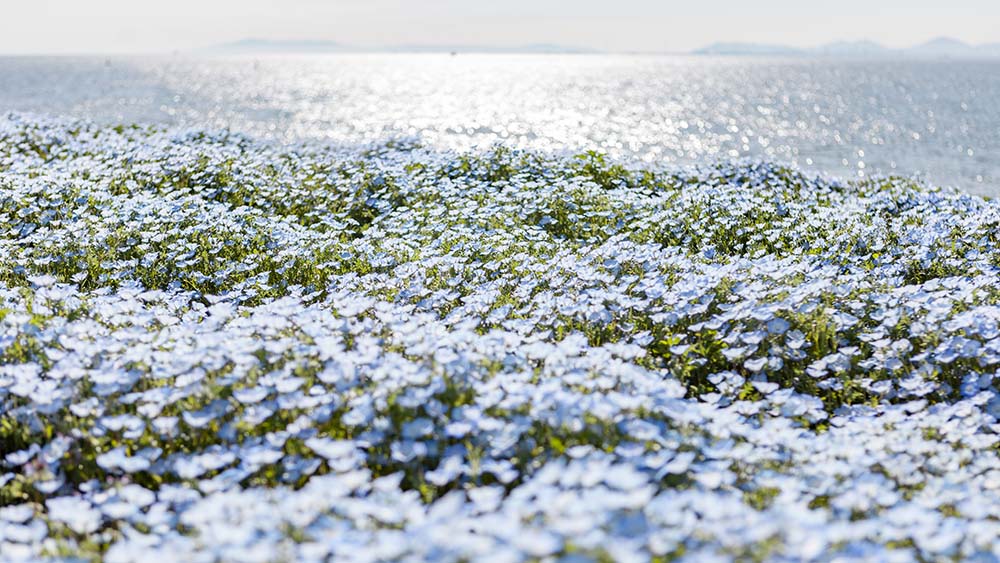 大阪舞洲海濱公園（Image Source : Getty Creative/500px）