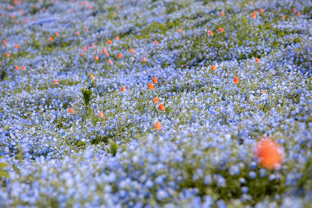 大阪舞洲海濱公園（Image Source : Getty Creative/iStockphoto）