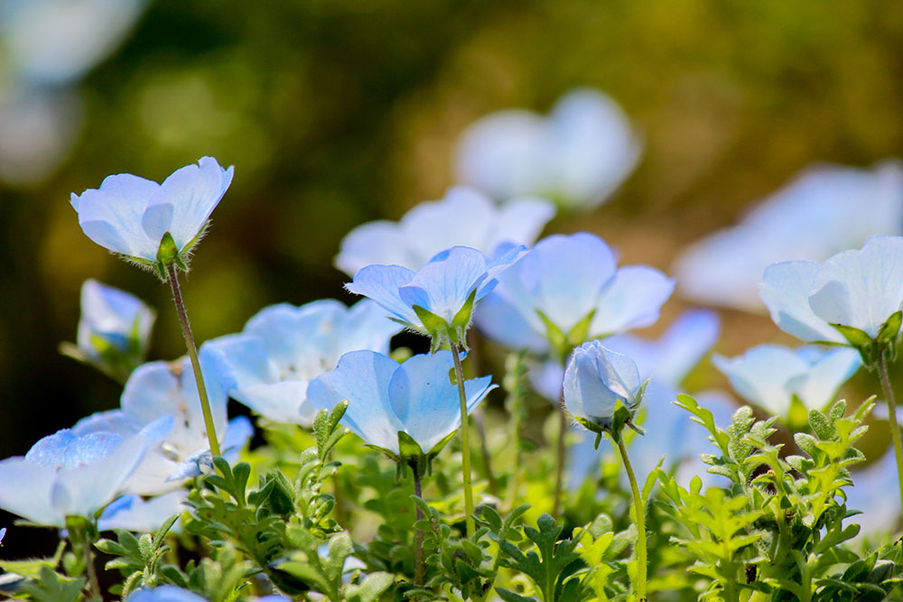 國營昭和紀念公園（Image Source : Getty Creative/iStockphoto）