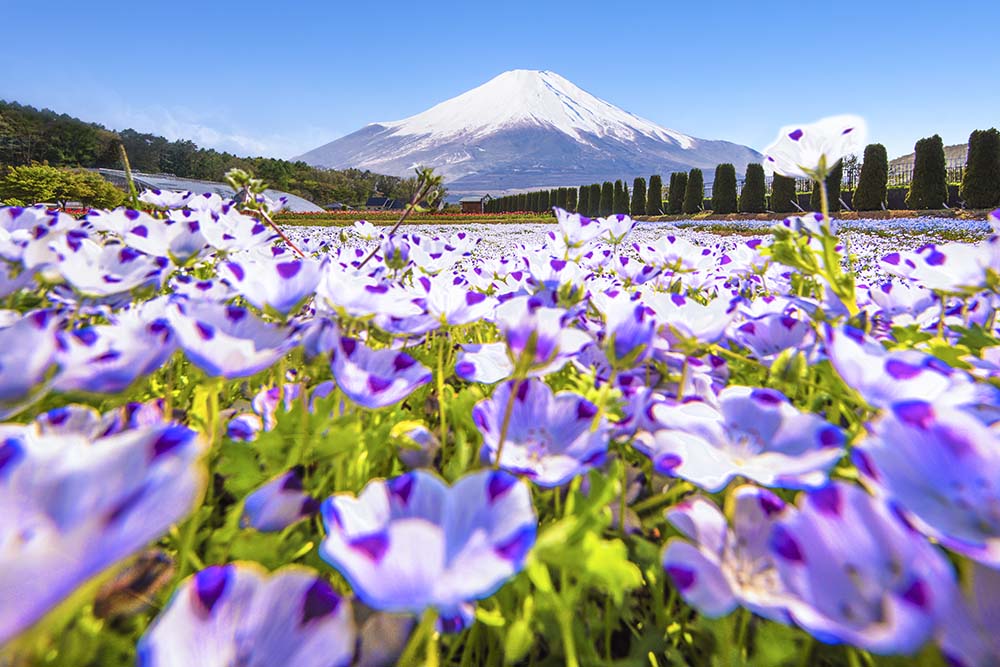 山中湖花之都公園（Image Source : Getty Creative）