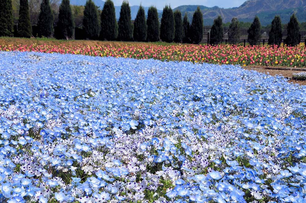 山中湖花之都公園（Image Source : Getty Creative/iStockphoto）