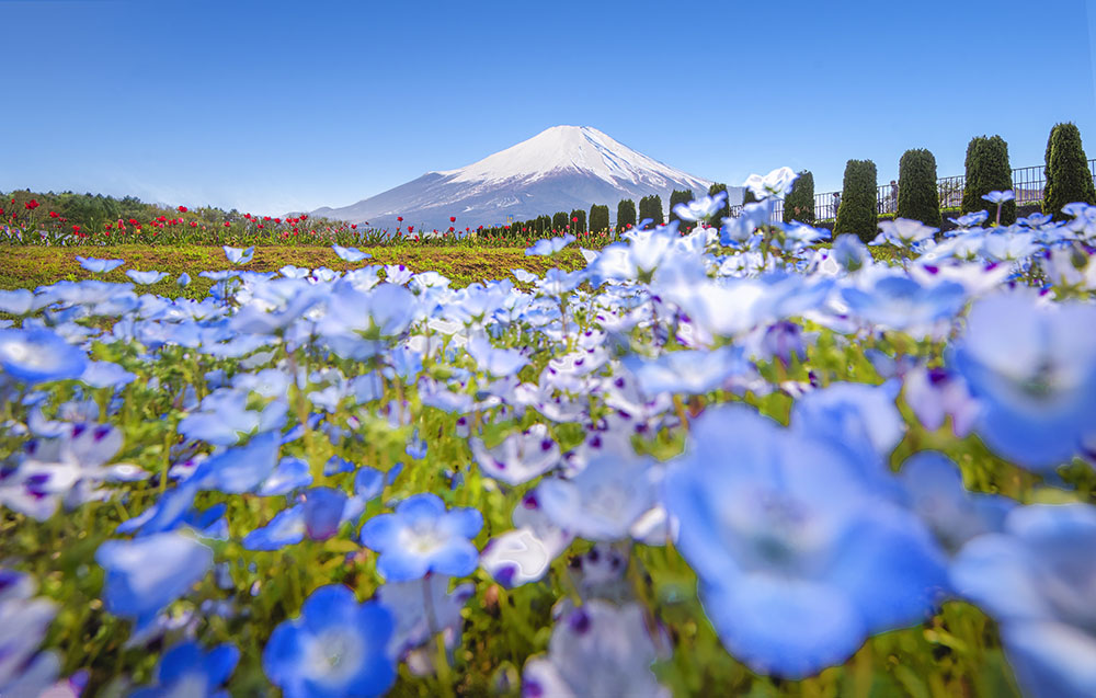 山中湖花之都公園（Image Source : Getty Creative）