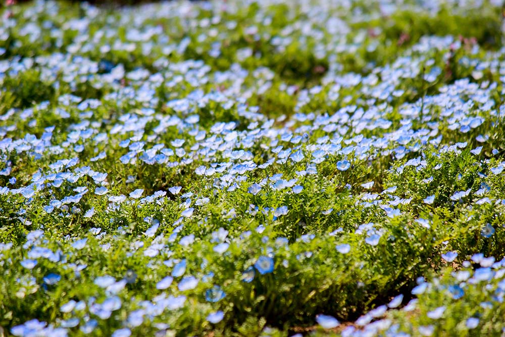 國營昭和紀念公園（Image Source : Getty Creative/iStockphoto）