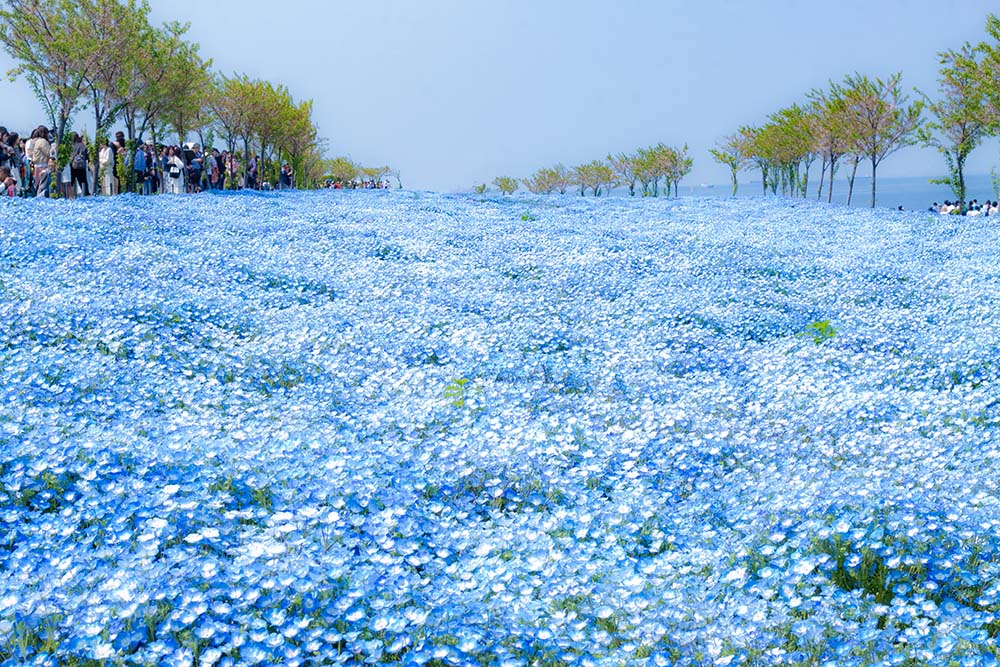 大阪舞洲海濱公園（Image Source : Getty Creative）