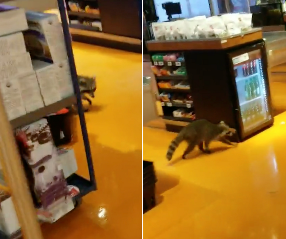 Foto’s van een wasbeer uit Toronto die een Loblaws-winkel binnenwandelt